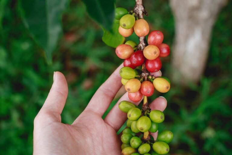Best green coffee for weight loss