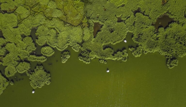 Why Would Algae Grow in a Lake?