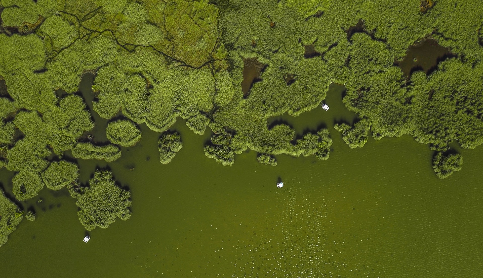 Algae Grow in a Lake