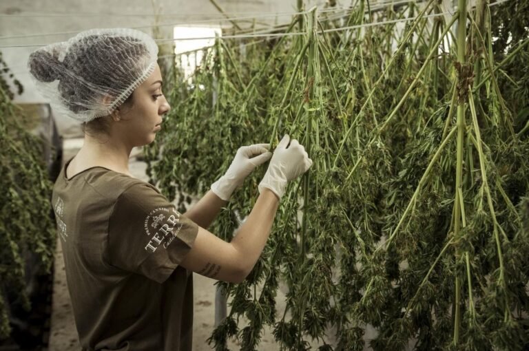 Things you Can Learn about CBD