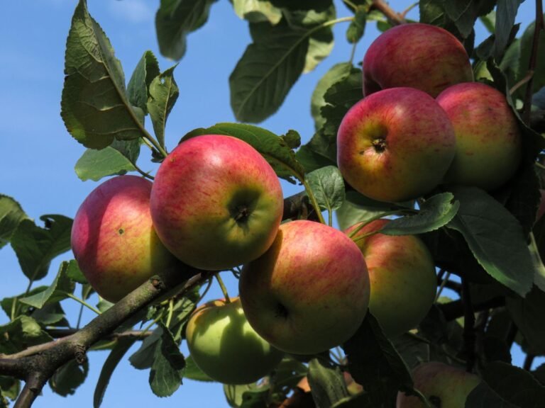 All About Apple Tree Diseases and How to Deal with Them