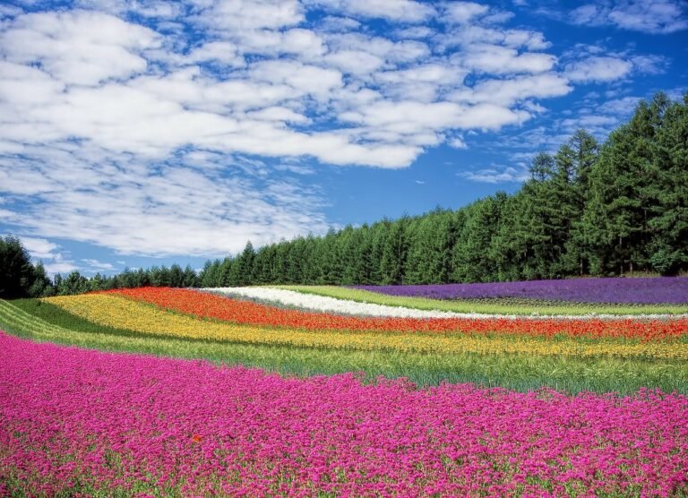Morning blooming flowers