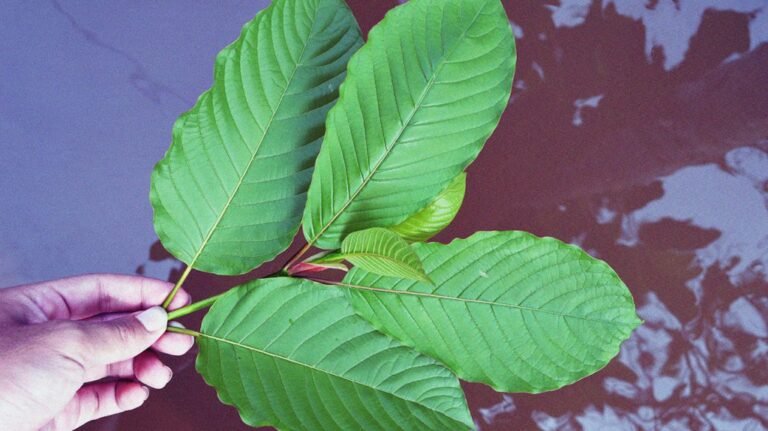 What is the Distinction between Kratom Extract and Powder?