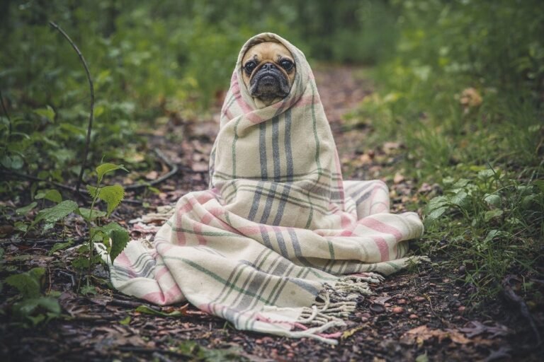 The Cost of Keeping Your Pet Healthy