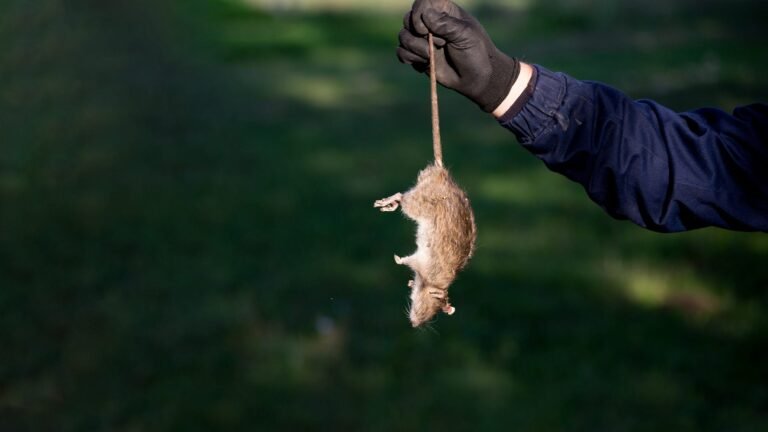 6 Signs You May Have a Mouse Infestation