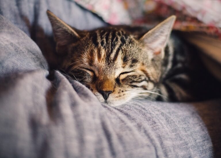 What is it with Cats and Slumber? Do All Cats Sleep During the Daytime?