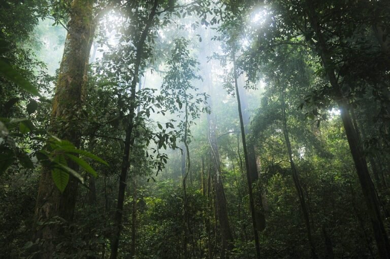 4 Things To Look For When Choosing Amazon Rainforest Tours For Your Upcoming Holiday!