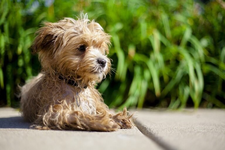 Maltipoos 101: Everything You Need to Know About The Dog Breed