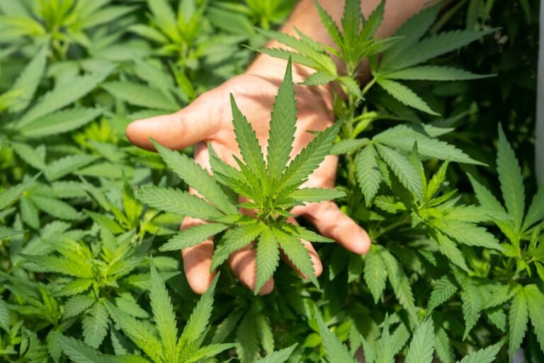CBD Salves