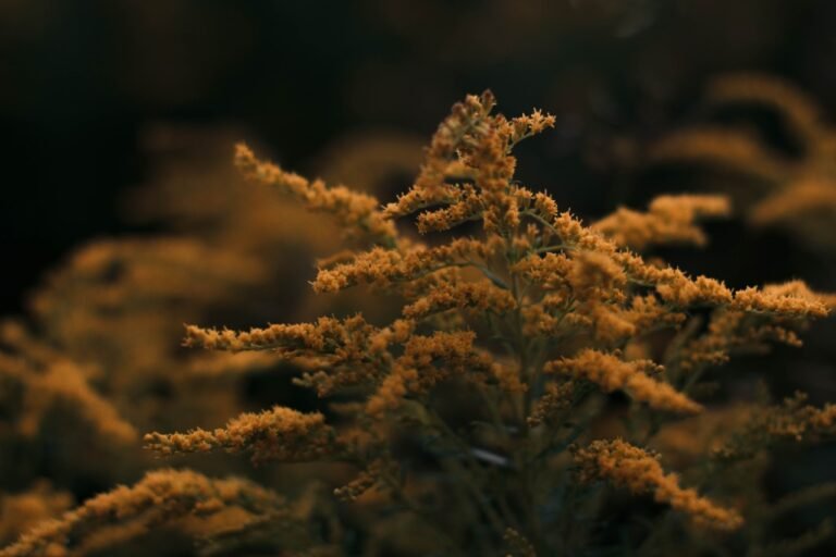 Legalised Utilisation Of Mimosa Hostilis