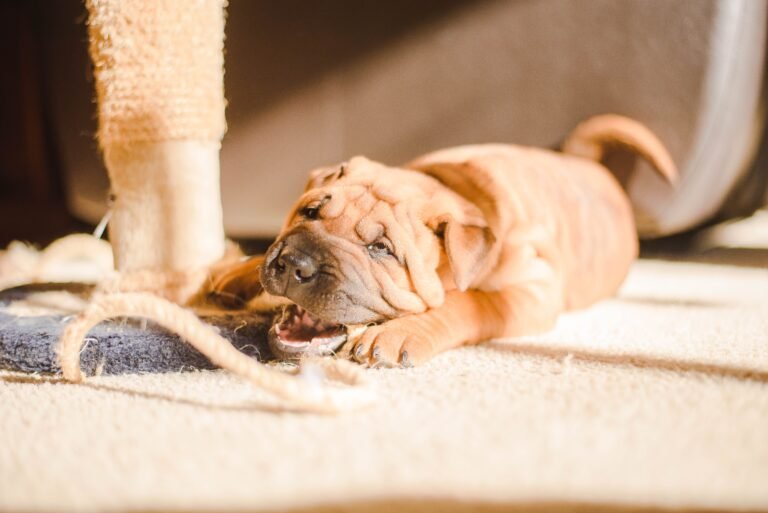 Dog Training 101: How To Stop Your Dog From Chewing on the Furniture