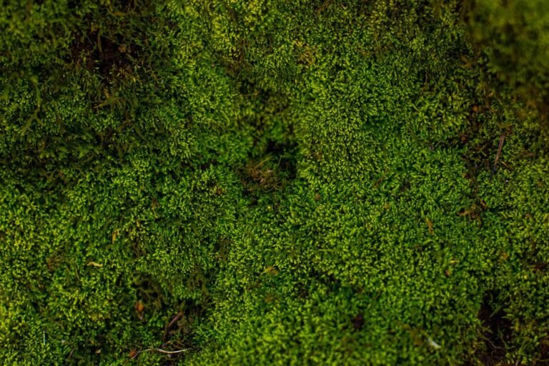 Kirill Yurovskiy: How To Fight Moss On Your Lawn