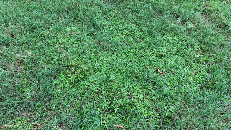 Bermuda Grass