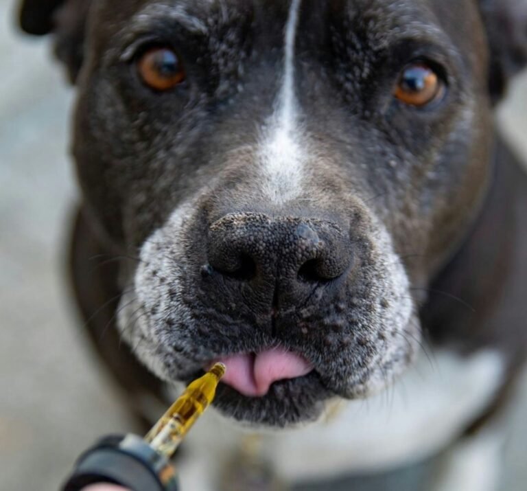 Exploring Herbal Remedies for Canine Digestive Health